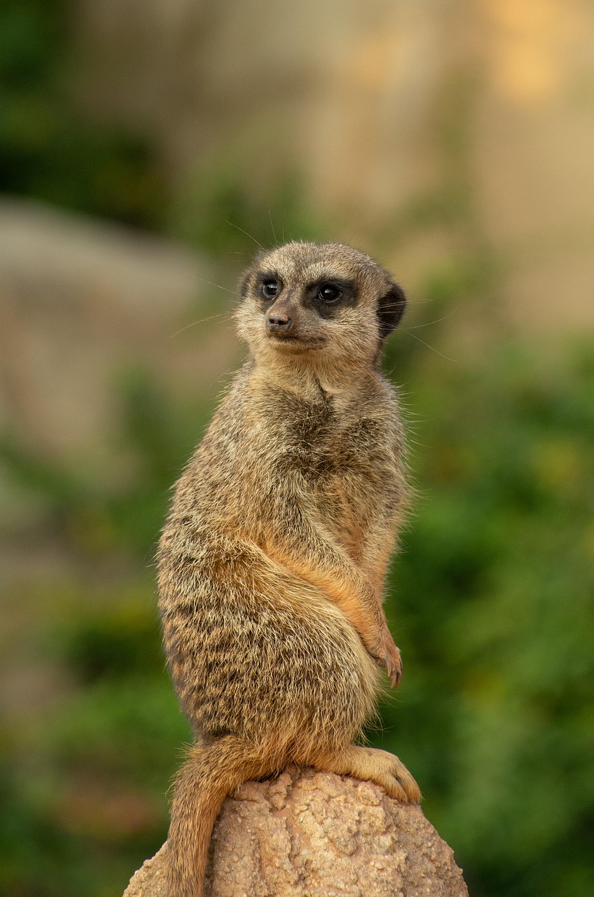 African Wildlife 4K Meerkat 4K Wallpapers – Curious Desert Watchers