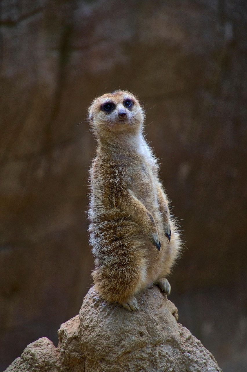 African Wildlife 4K Meerkat 4K Wallpapers – Curious Desert Watchers