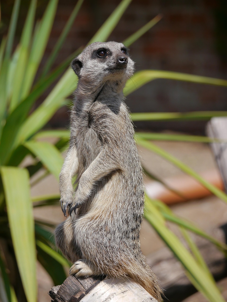 African Wildlife 4K Meerkat 4K Wallpapers – Curious Desert Watchers