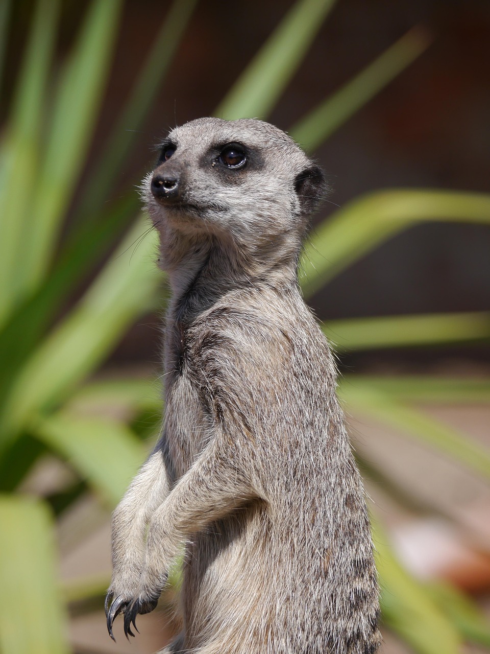 African Wildlife 4K Meerkat 4K Wallpapers – Curious Desert Watchers