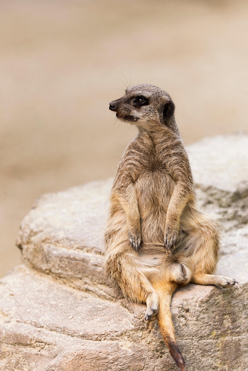African Wildlife 4K Meerkat 4K Wallpapers – Curious Desert Watchers