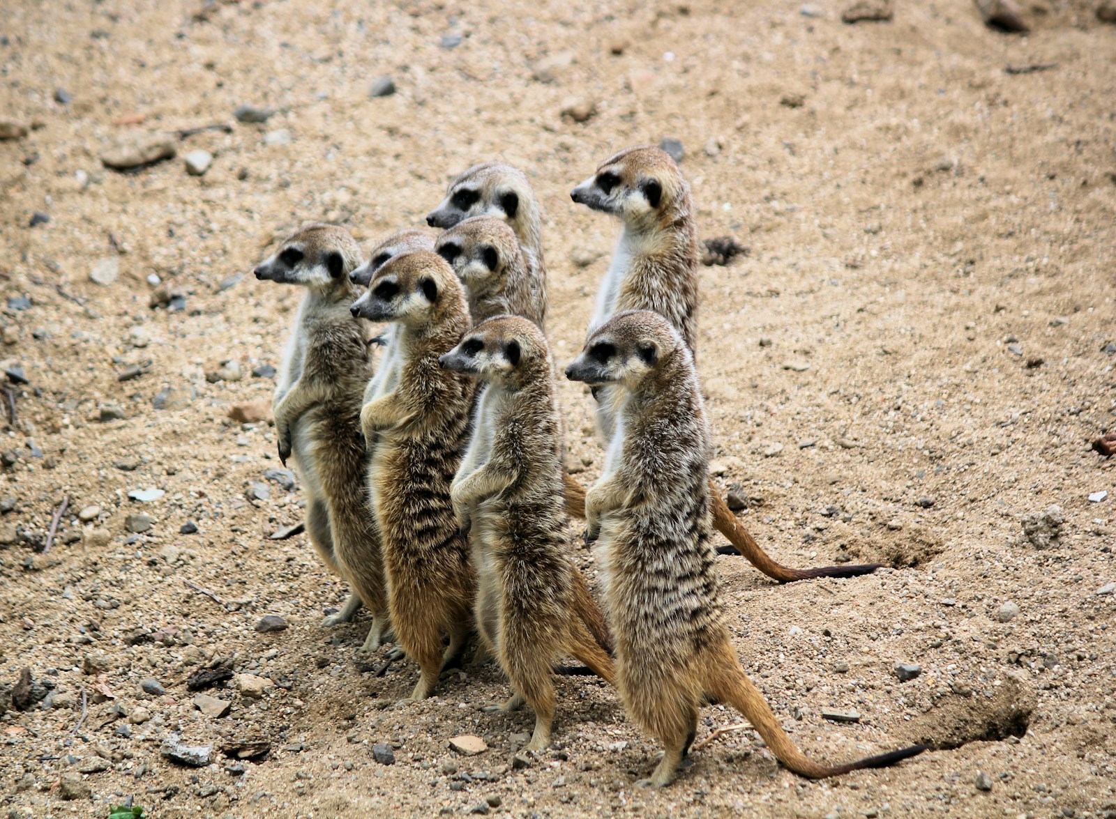 African Wildlife 4K Meerkat 4K Wallpapers – Curious Desert Watchers