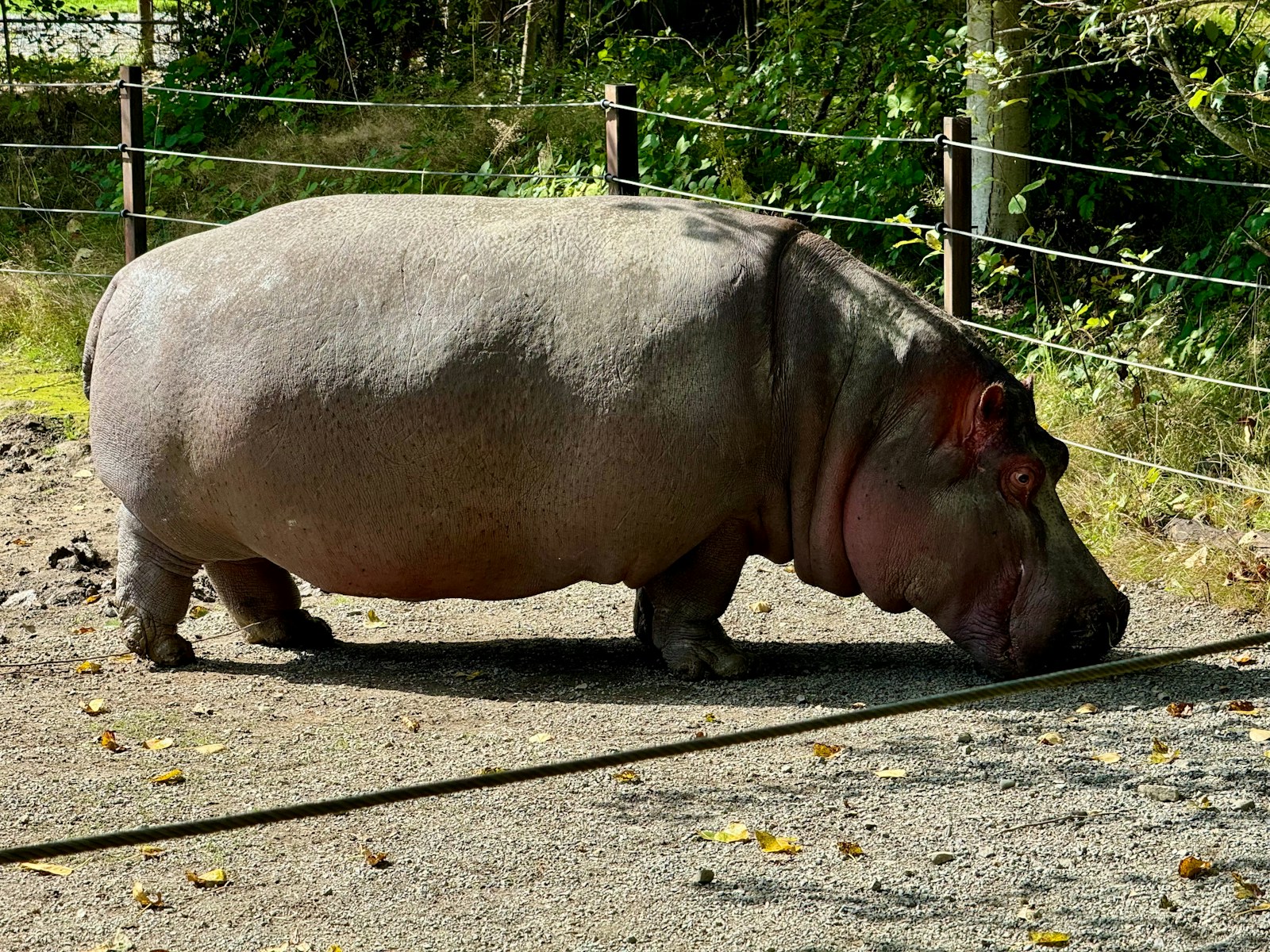 17 4K Wallpapers 4K Wallpapers, Hippo, hippo 4k, Hippo 4K Wallpapers, hippo screen wallpaper, Hippopotamus Hippo 4K Wallpapers – Mighty Animals of African Rivers 4K Wallpapers Hippo 4K Wallpapers – Mighty Animals of African Rivers
