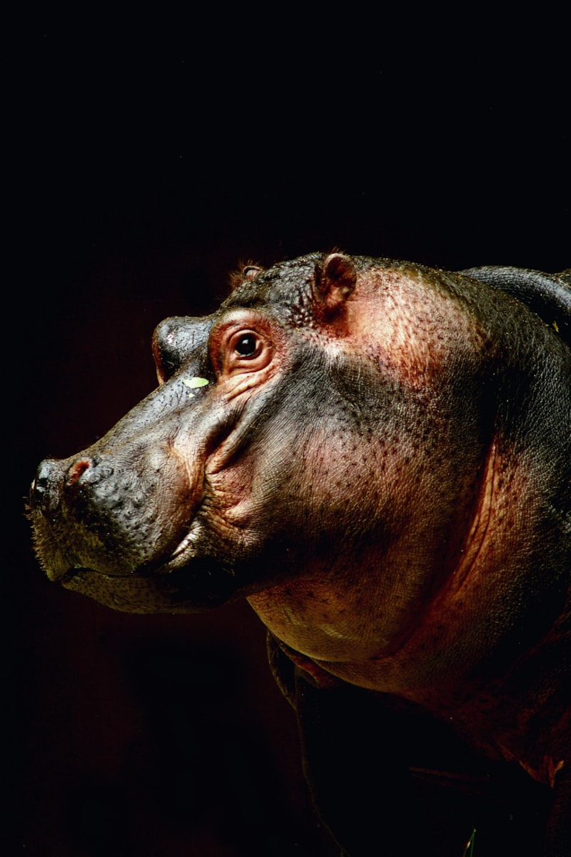 28 4K Wallpapers 4K Wallpapers, Hippo, hippo 4k, Hippo 4K Wallpapers, hippo screen wallpaper, Hippopotamus Hippo 4K Wallpapers – Mighty Animals of African Rivers 4K Wallpapers Hippo 4K Wallpapers – Mighty Animals of African Rivers