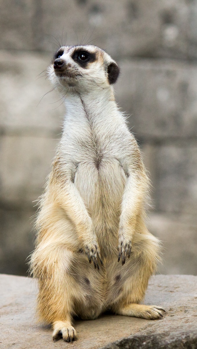 African Wildlife 4K Meerkat 4K Wallpapers – Curious Desert Watchers