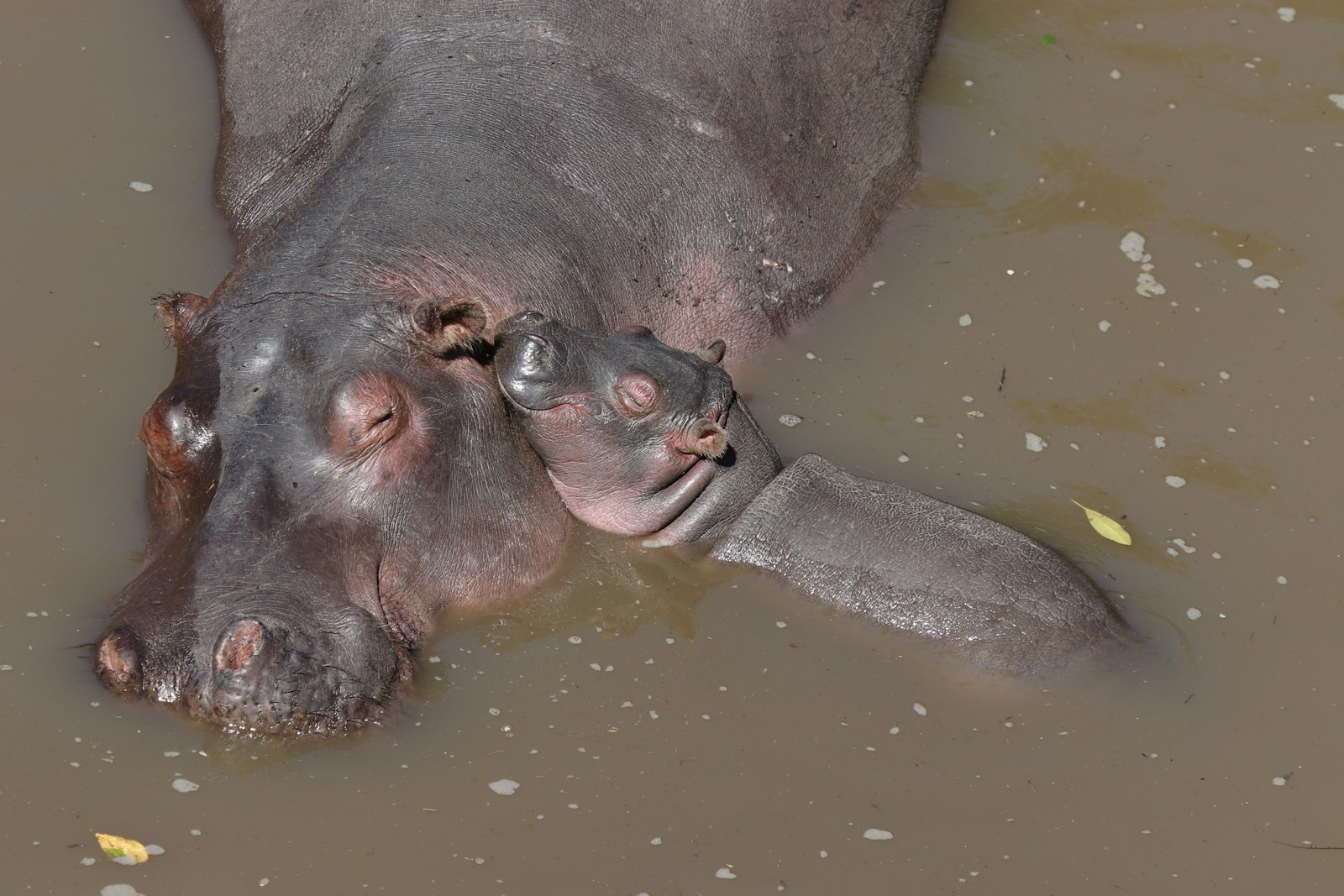 21 4K Wallpapers 4K Wallpapers, Hippo, hippo 4k, Hippo 4K Wallpapers, hippo screen wallpaper, Hippopotamus Hippo 4K Wallpapers – Mighty Animals of African Rivers 4K Wallpapers Hippo 4K Wallpapers – Mighty Animals of African Rivers