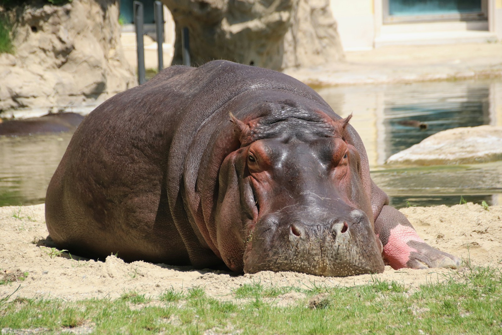 22 4K Wallpapers 4K Wallpapers, Hippo, hippo 4k, Hippo 4K Wallpapers, hippo screen wallpaper, Hippopotamus Hippo 4K Wallpapers – Mighty Animals of African Rivers 4K Wallpapers Hippo 4K Wallpapers – Mighty Animals of African Rivers