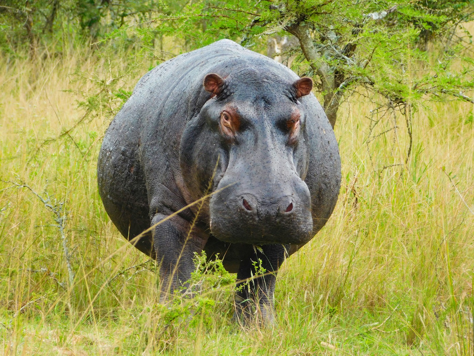 24 4K Wallpapers 4K Wallpapers, Hippo, hippo 4k, Hippo 4K Wallpapers, hippo screen wallpaper, Hippopotamus Hippo 4K Wallpapers – Mighty Animals of African Rivers 4K Wallpapers Hippo 4K Wallpapers – Mighty Animals of African Rivers