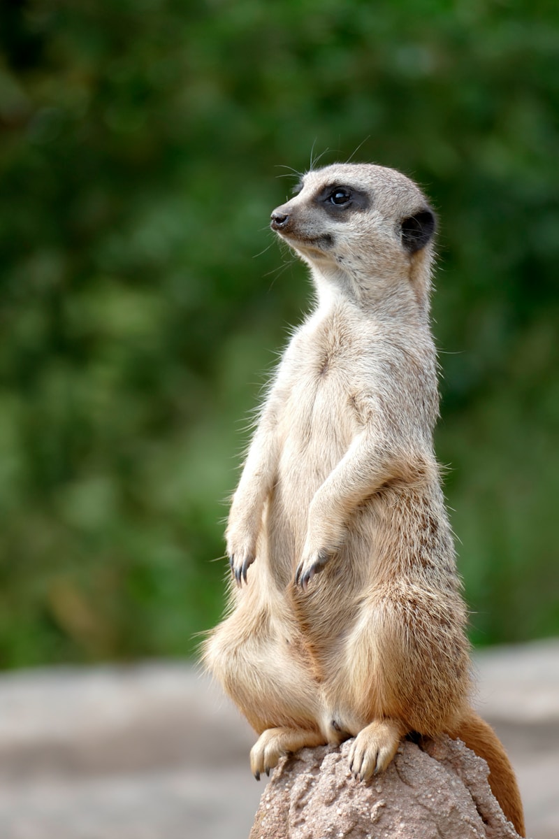 African Wildlife 4K Meerkat 4K Wallpapers – Curious Desert Watchers