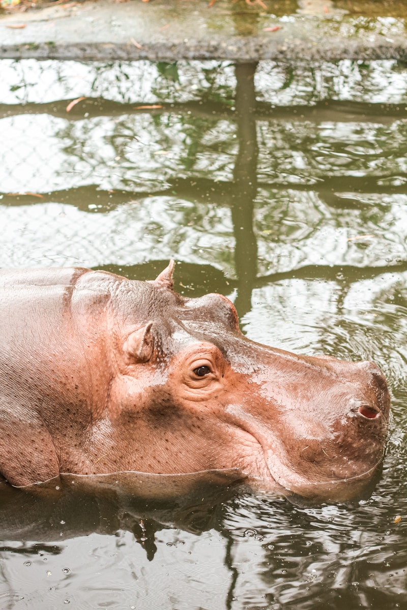 18 4K Wallpapers 4K Wallpapers, Hippo, hippo 4k, Hippo 4K Wallpapers, hippo screen wallpaper, Hippopotamus Hippo 4K Wallpapers – Mighty Animals of African Rivers 4K Wallpapers Hippo 4K Wallpapers – Mighty Animals of African Rivers