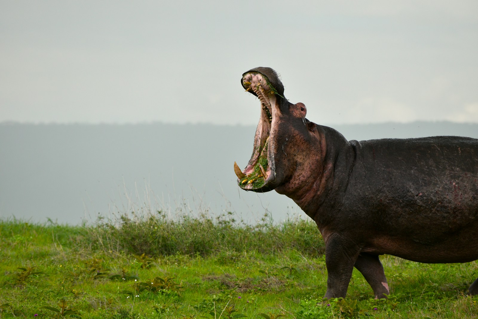 29 4K Wallpapers 4K Wallpapers, Hippo, hippo 4k, Hippo 4K Wallpapers, hippo screen wallpaper, Hippopotamus Hippo 4K Wallpapers – Mighty Animals of African Rivers 4K Wallpapers Hippo 4K Wallpapers – Mighty Animals of African Rivers