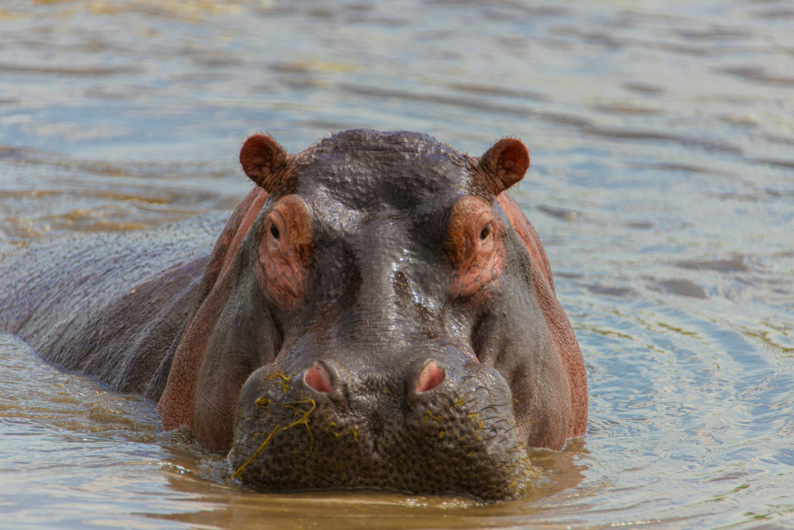 26 4K Wallpapers 4K Wallpapers, Hippo, hippo 4k, Hippo 4K Wallpapers, hippo screen wallpaper, Hippopotamus Hippo 4K Wallpapers – Mighty Animals of African Rivers 4K Wallpapers Hippo 4K Wallpapers – Mighty Animals of African Rivers