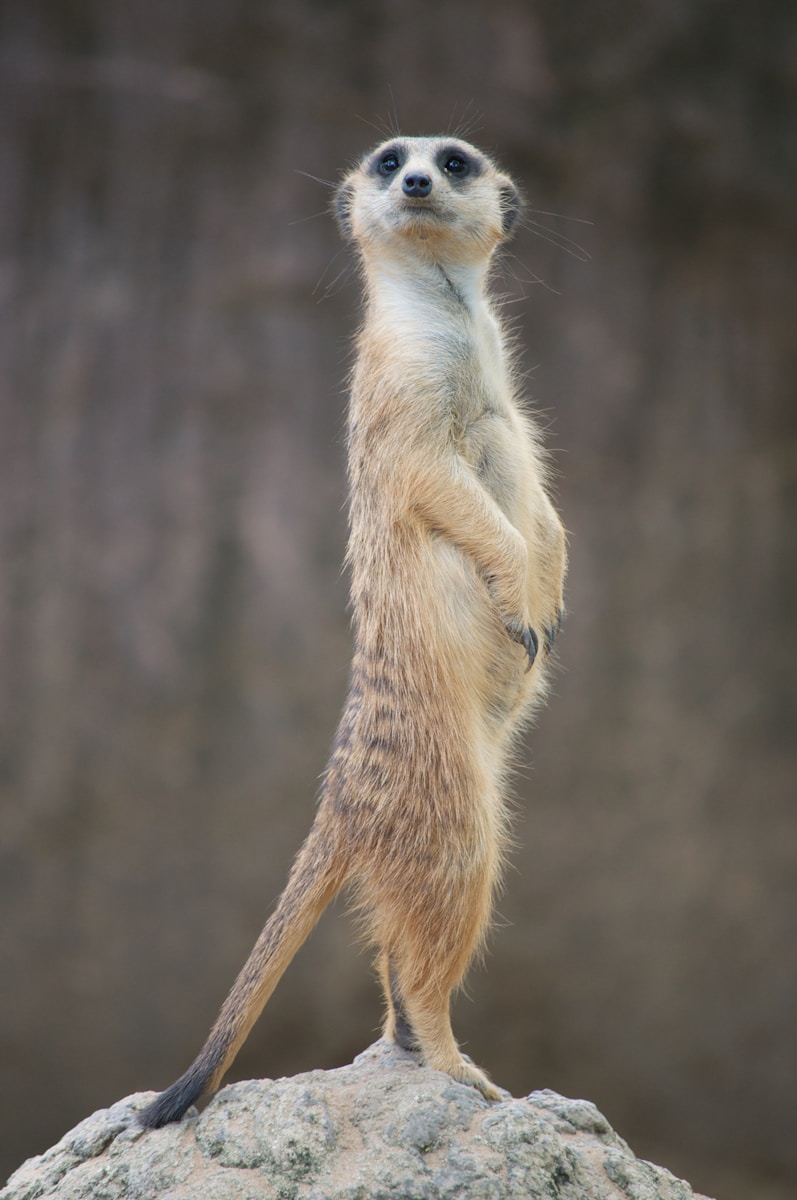 African Wildlife 4K Meerkat 4K Wallpapers – Curious Desert Watchers