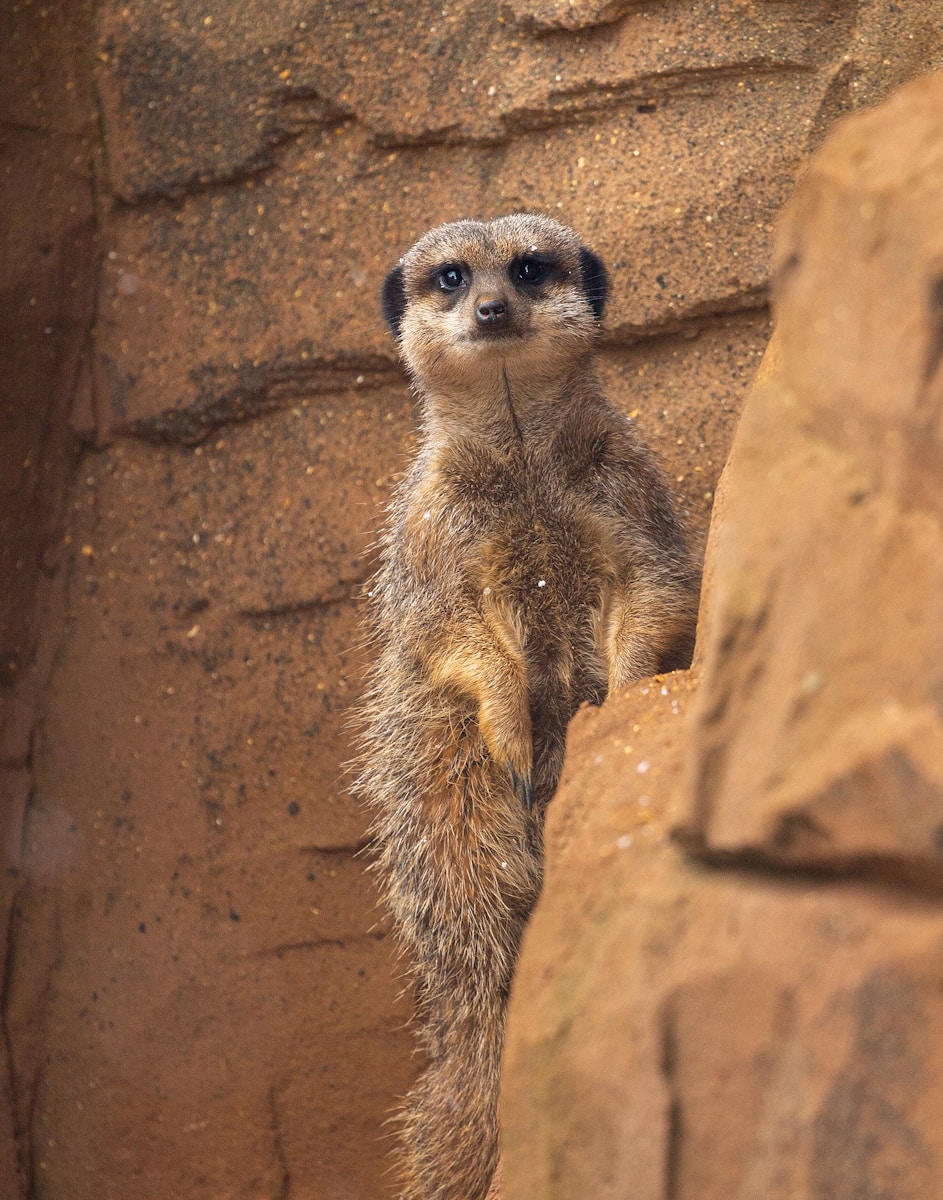 African Wildlife 4K Meerkat 4K Wallpapers – Curious Desert Watchers