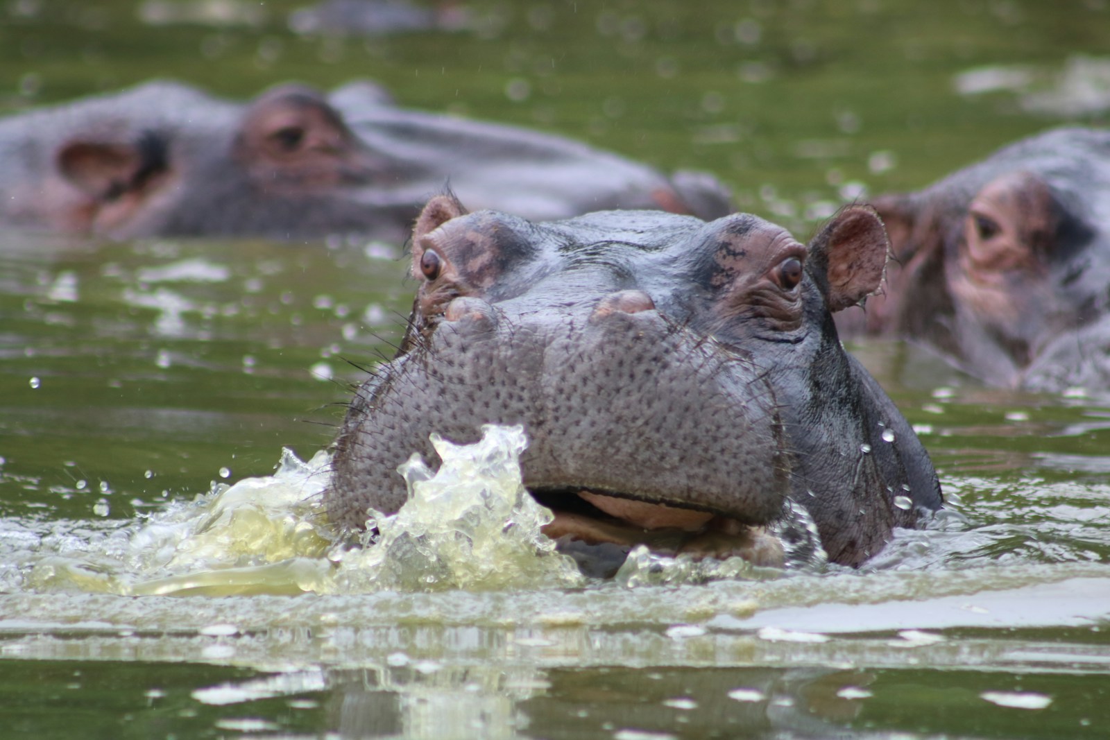 23 4K Wallpapers 4K Wallpapers, Hippo, hippo 4k, Hippo 4K Wallpapers, hippo screen wallpaper, Hippopotamus Hippo 4K Wallpapers – Mighty Animals of African Rivers 4K Wallpapers Hippo 4K Wallpapers – Mighty Animals of African Rivers