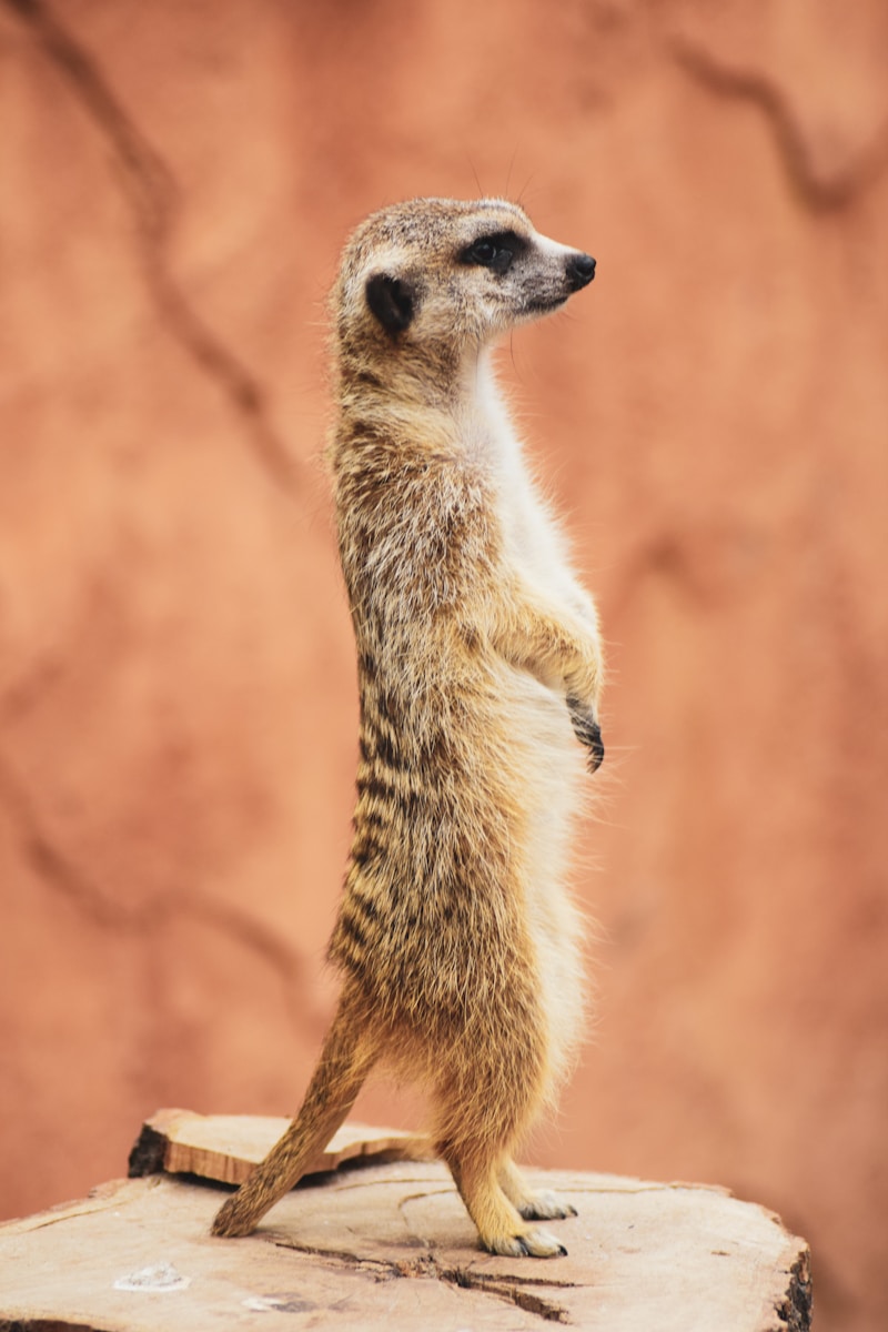 African Wildlife 4K Meerkat 4K Wallpapers – Curious Desert Watchers