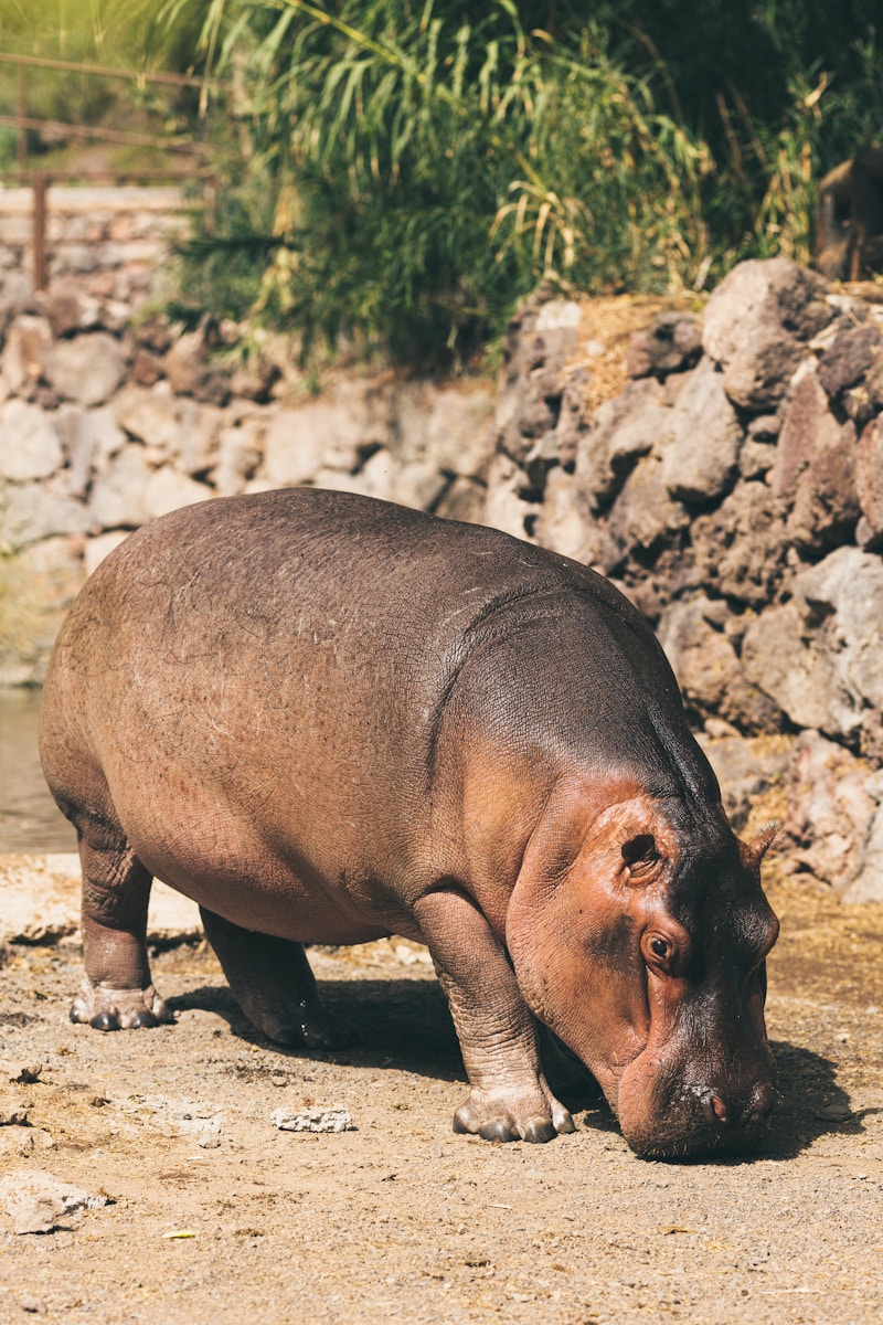 31 4K Wallpapers 4K Wallpapers, Hippo, hippo 4k, Hippo 4K Wallpapers, hippo screen wallpaper, Hippopotamus Hippo 4K Wallpapers – Mighty Animals of African Rivers 4K Wallpapers Hippo 4K Wallpapers – Mighty Animals of African Rivers