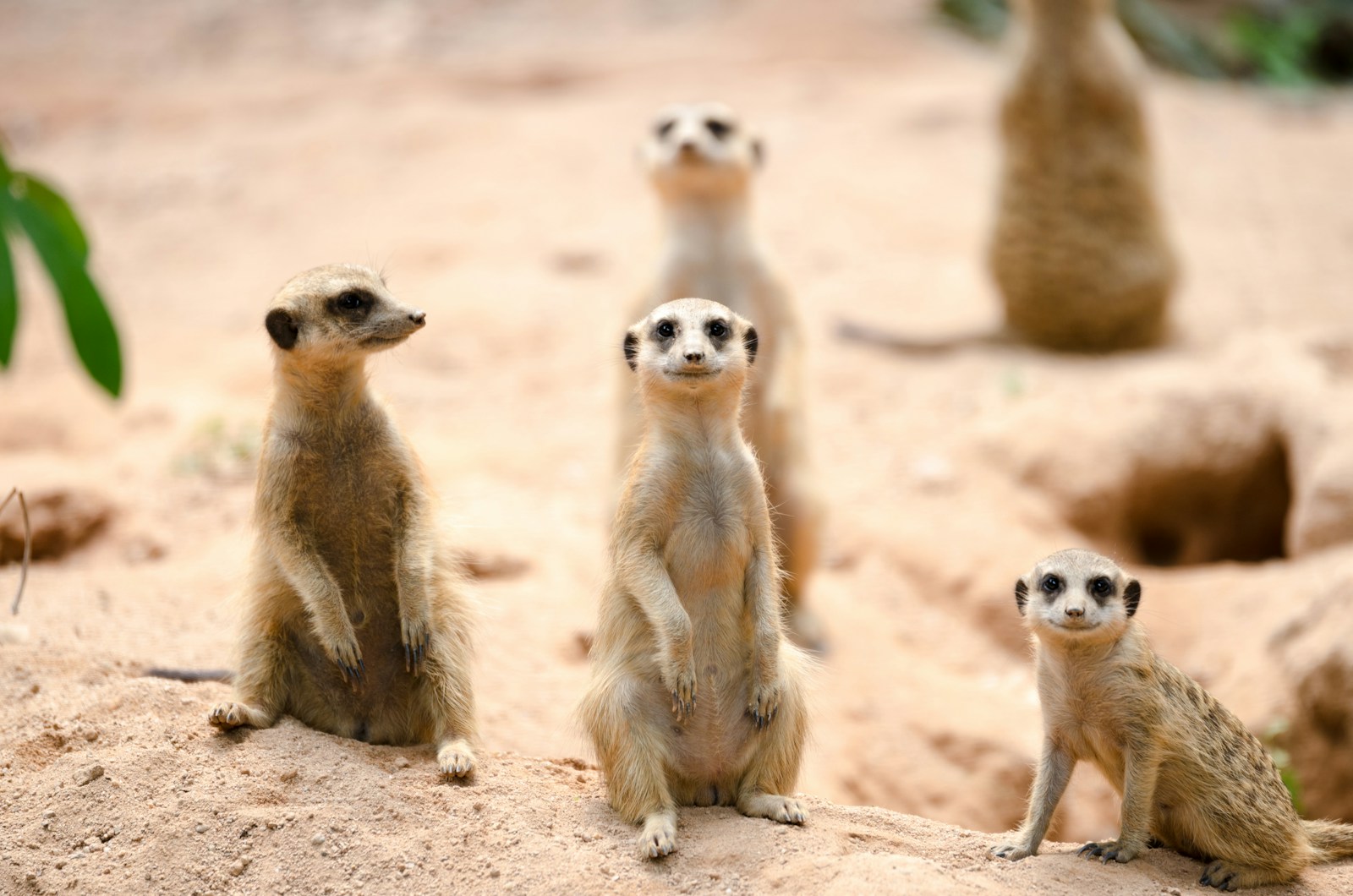 African Wildlife 4K Meerkat 4K Wallpapers – Curious Desert Watchers