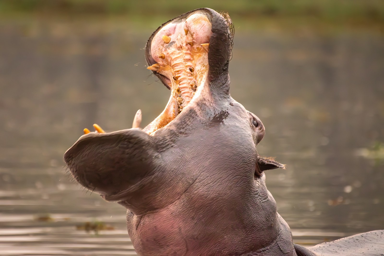 19 4K Wallpapers 4K Wallpapers, Hippo, hippo 4k, Hippo 4K Wallpapers, hippo screen wallpaper, Hippopotamus Hippo 4K Wallpapers – Mighty Animals of African Rivers 4K Wallpapers Hippo 4K Wallpapers – Mighty Animals of African Rivers