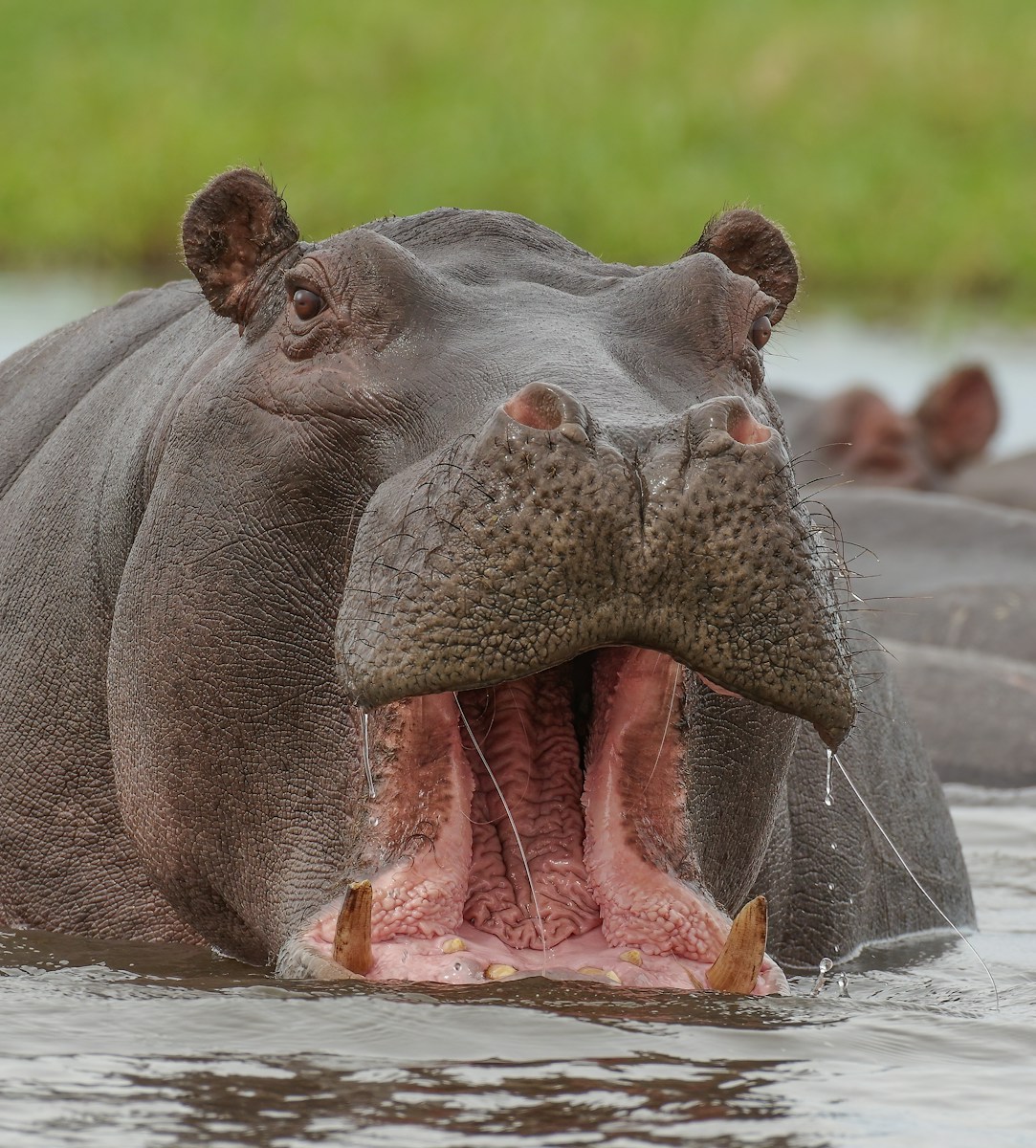 32 4K Wallpapers 4K Wallpapers, Hippo, hippo 4k, Hippo 4K Wallpapers, hippo screen wallpaper, Hippopotamus Hippo 4K Wallpapers – Mighty Animals of African Rivers 4K Wallpapers Hippo 4K Wallpapers – Mighty Animals of African Rivers