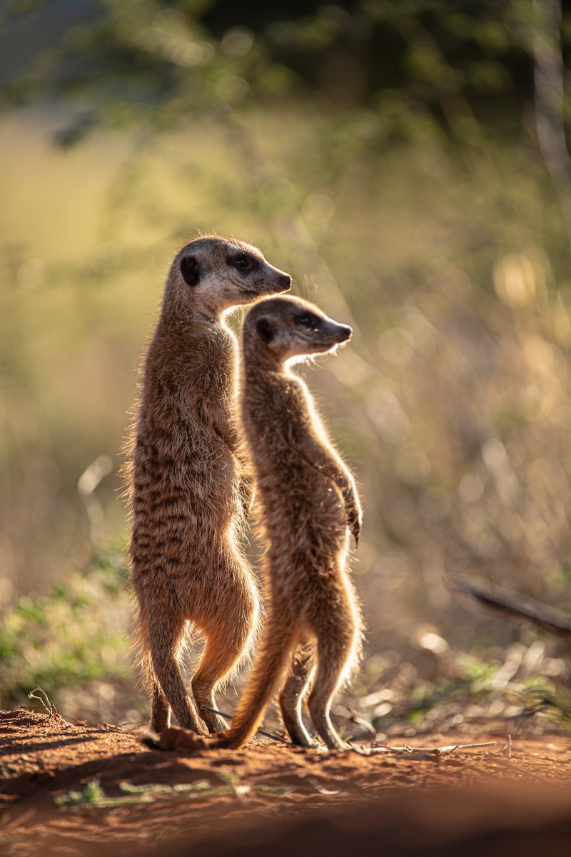 African Wildlife 4K Meerkat 4K Wallpapers – Curious Desert Watchers