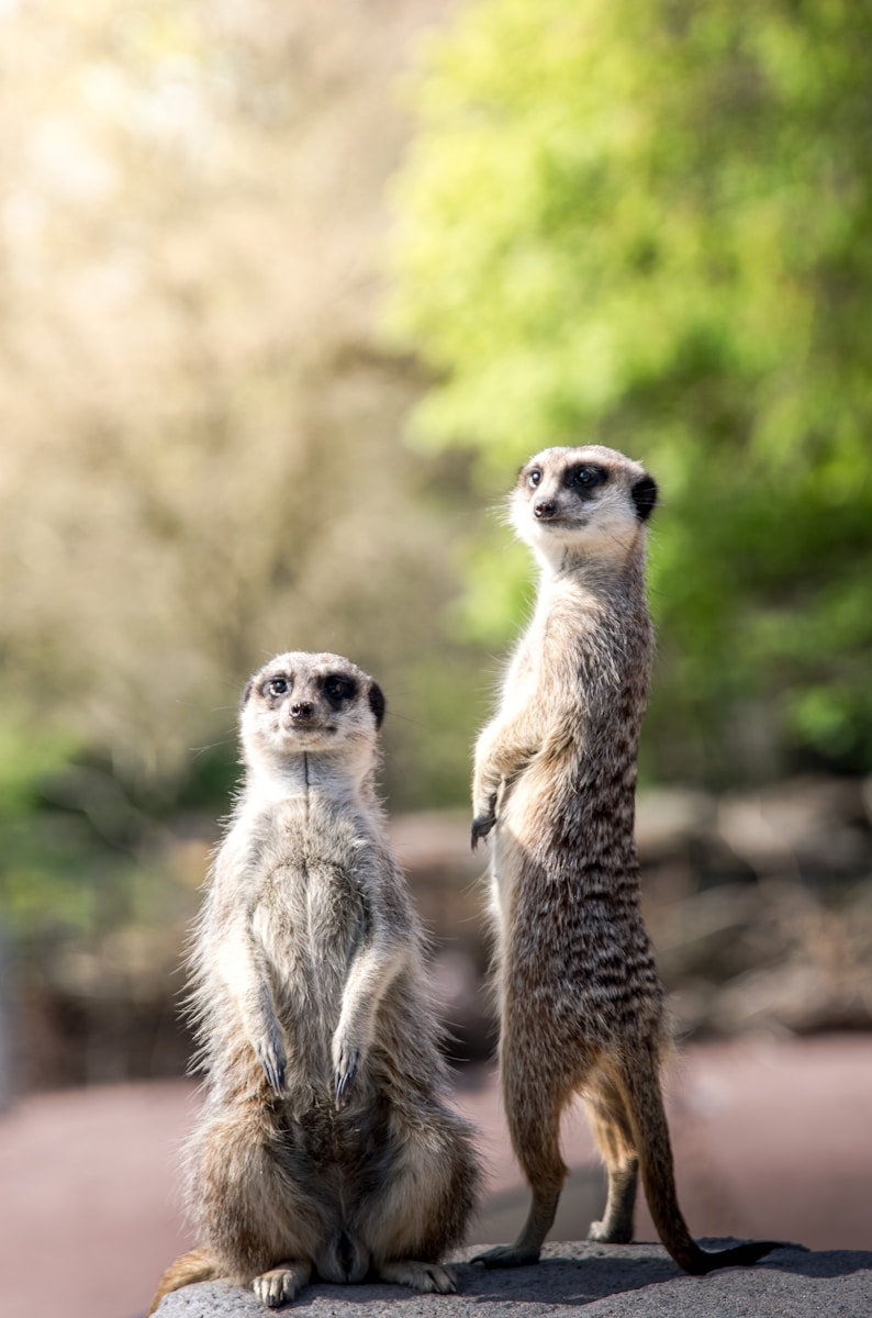 African Wildlife 4K Meerkat 4K Wallpapers – Curious Desert Watchers