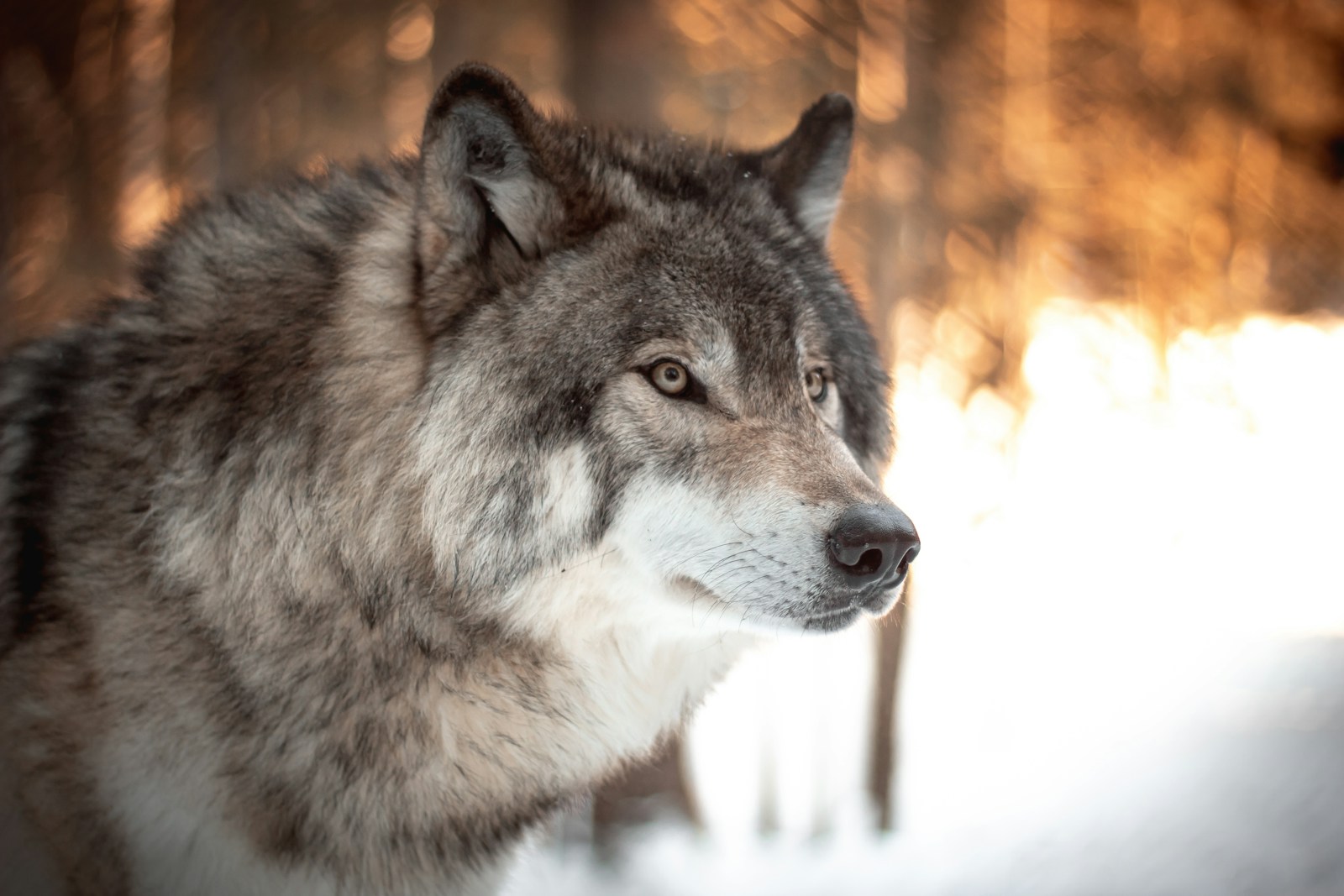 1 Wolf 4k Wolf 4k, Wolf Wallpapers Wolf Phone Wallpapers in 4K – Fierce and Mysterious Wildlife white and black wolf in tilt shift lens