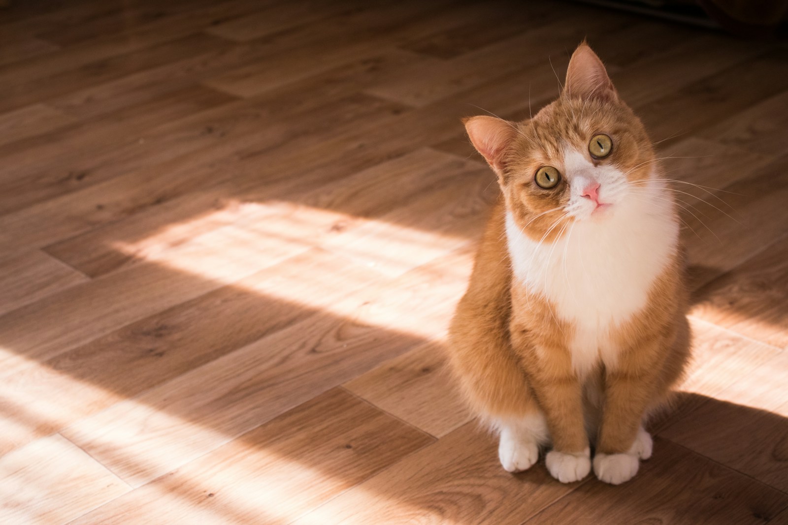 1 Cat Cat, Cat 4k, Wallpapers cat Cat Appealing Telephone Wallpapers: Beautiful & Should-Have Designs short-fur brown and white cat resting on floor