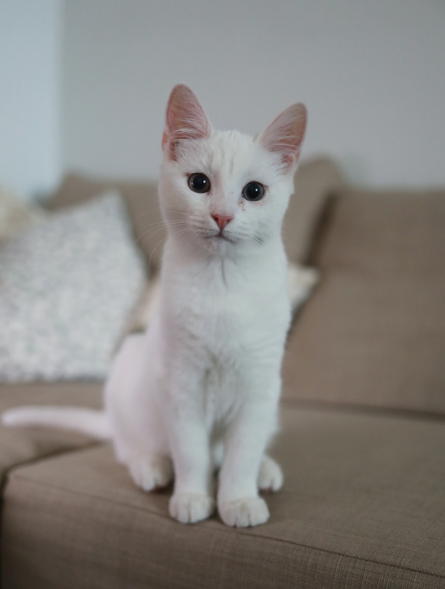 9 Cat Cat, Cat 4k, Wallpapers cat Cat Appealing Telephone Wallpapers: Beautiful & Should-Have Designs white cat sitting on brown couch