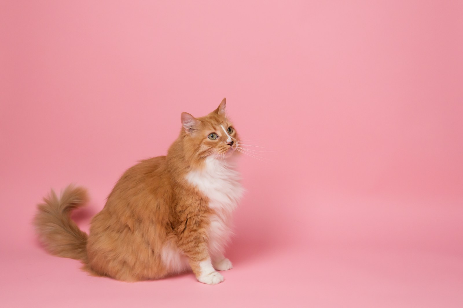 3 Cat Cat, Cat 4k, Wallpapers cat Cat Appealing Telephone Wallpapers: Beautiful & Should-Have Designs orange and white cat on pink surface