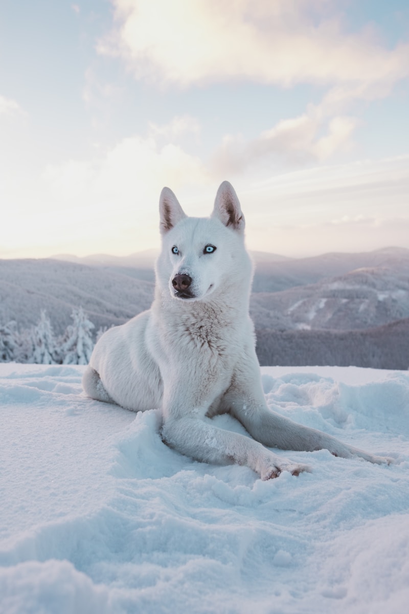 4 Wolf 4k Wolf 4k, Wolf Wallpapers Wolf Phone Wallpapers in 4K – Fierce and Mysterious Wildlife photo of adult short-coated white dog