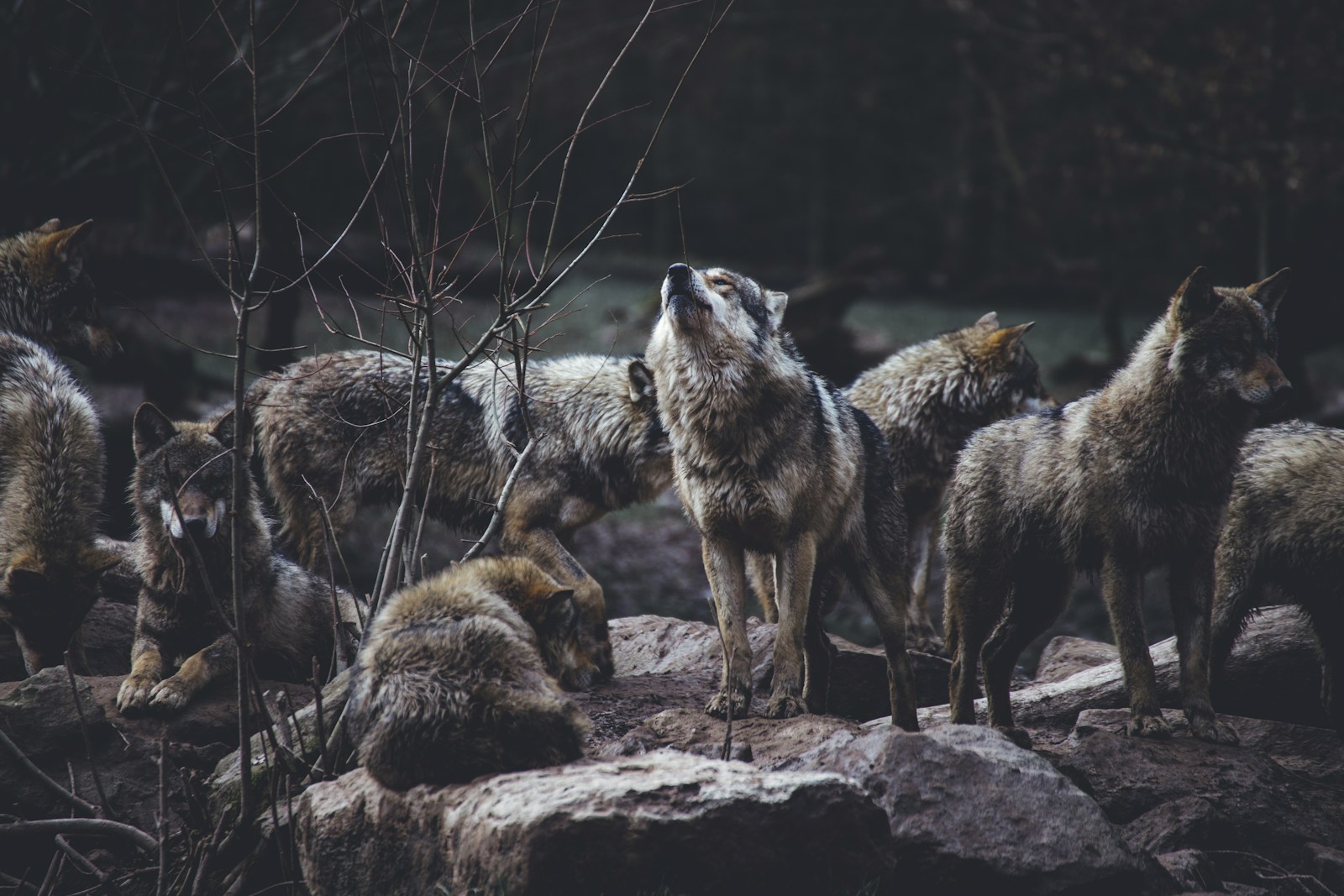 6 Wolf 4k Wolf 4k, Wolf Wallpapers Wolf Phone Wallpapers in 4K – Fierce and Mysterious Wildlife Wolf 4k Wolf Phone Wallpapers in 4K – Fierce and Mysterious Wildlife