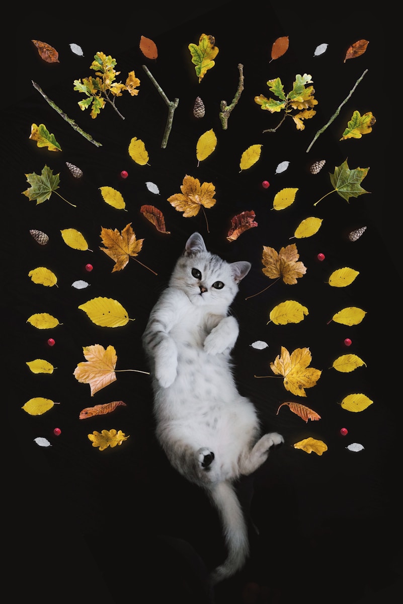 10 Cat Cat, Cat 4k, Wallpapers cat Cat Appealing Telephone Wallpapers: Beautiful & Should-Have Designs silver tabby cat surrounded by leaves