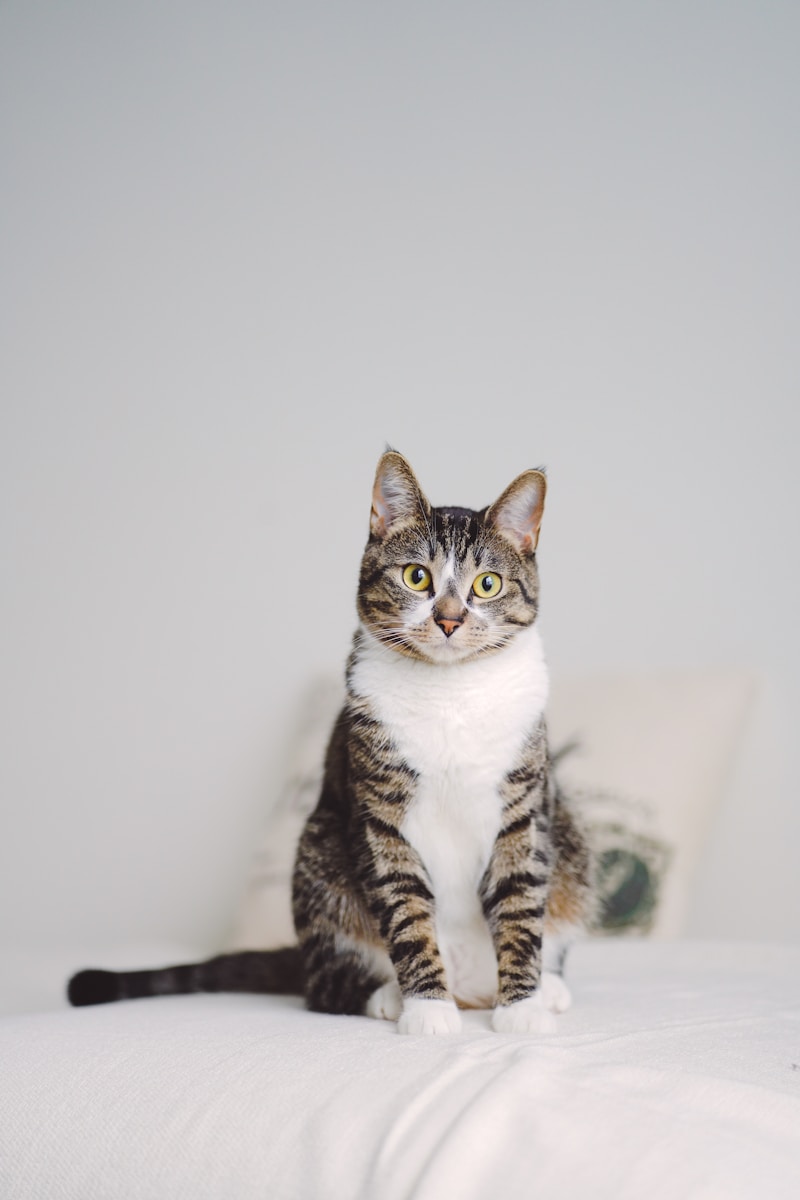 8 Cat Cat, Cat 4k, Wallpapers cat Cat Appealing Telephone Wallpapers: Beautiful & Should-Have Designs a cat sitting on top of a bed next to a pillow