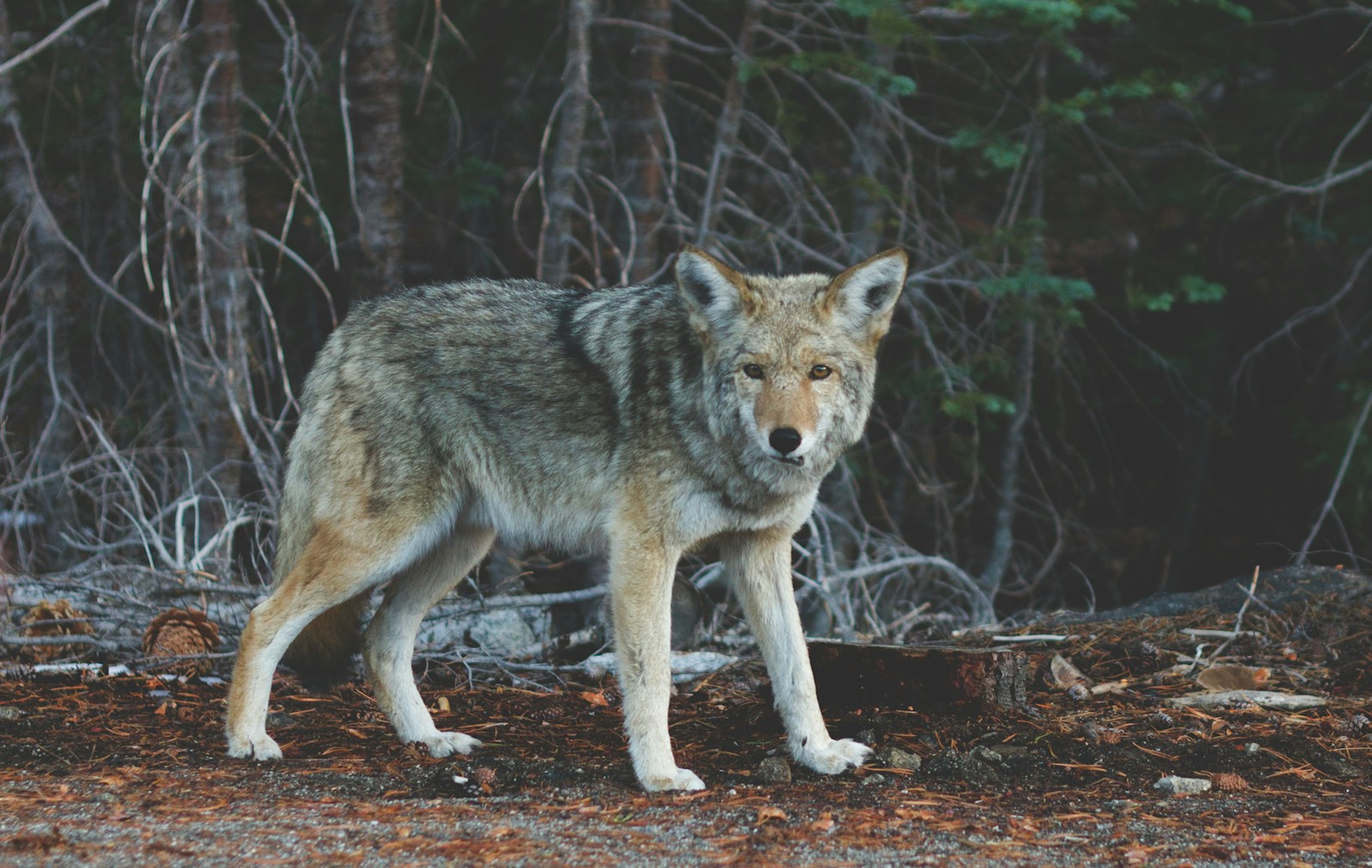 2 Wolf 4k Wolf 4k, Wolf Wallpapers Wolf Phone Wallpapers in 4K – Fierce and Mysterious Wildlife focus photography of standing wolf near tree