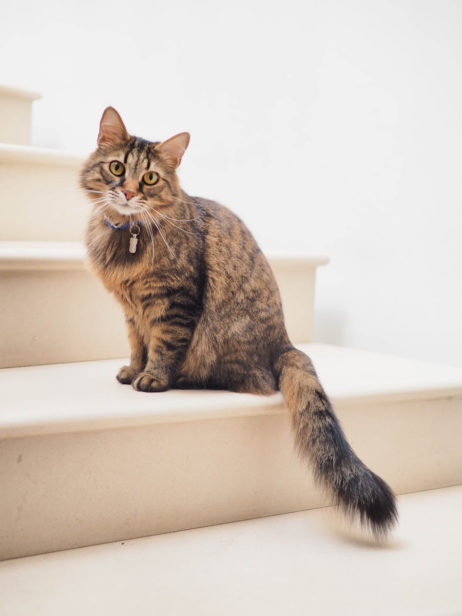 14 Cat Cat, Cat 4k, Wallpapers cat Cat Appealing Telephone Wallpapers: Beautiful & Should-Have Designs brown tabby cat on white stairs