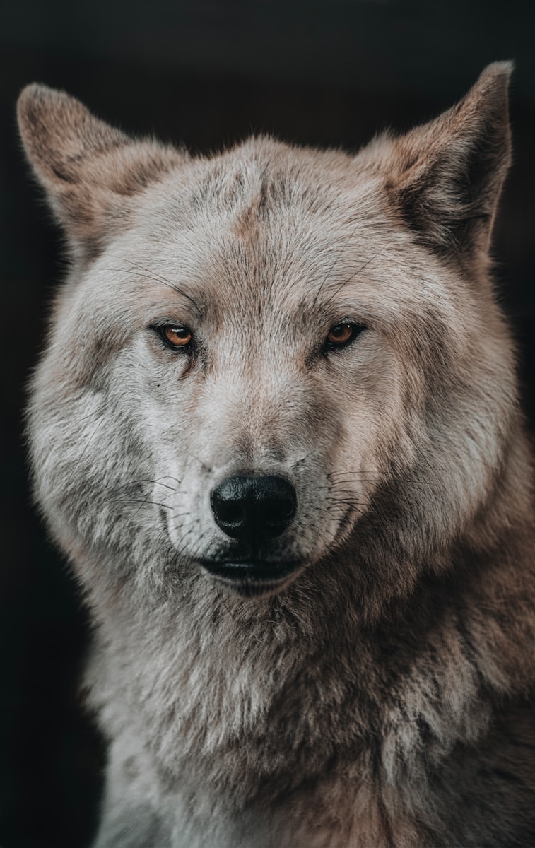 7 Wolf 4k Wolf 4k, Wolf Wallpapers Wolf Phone Wallpapers in 4K – Fierce and Mysterious Wildlife Wolf 4k Wolf Phone Wallpapers in 4K – Fierce and Mysterious Wildlife