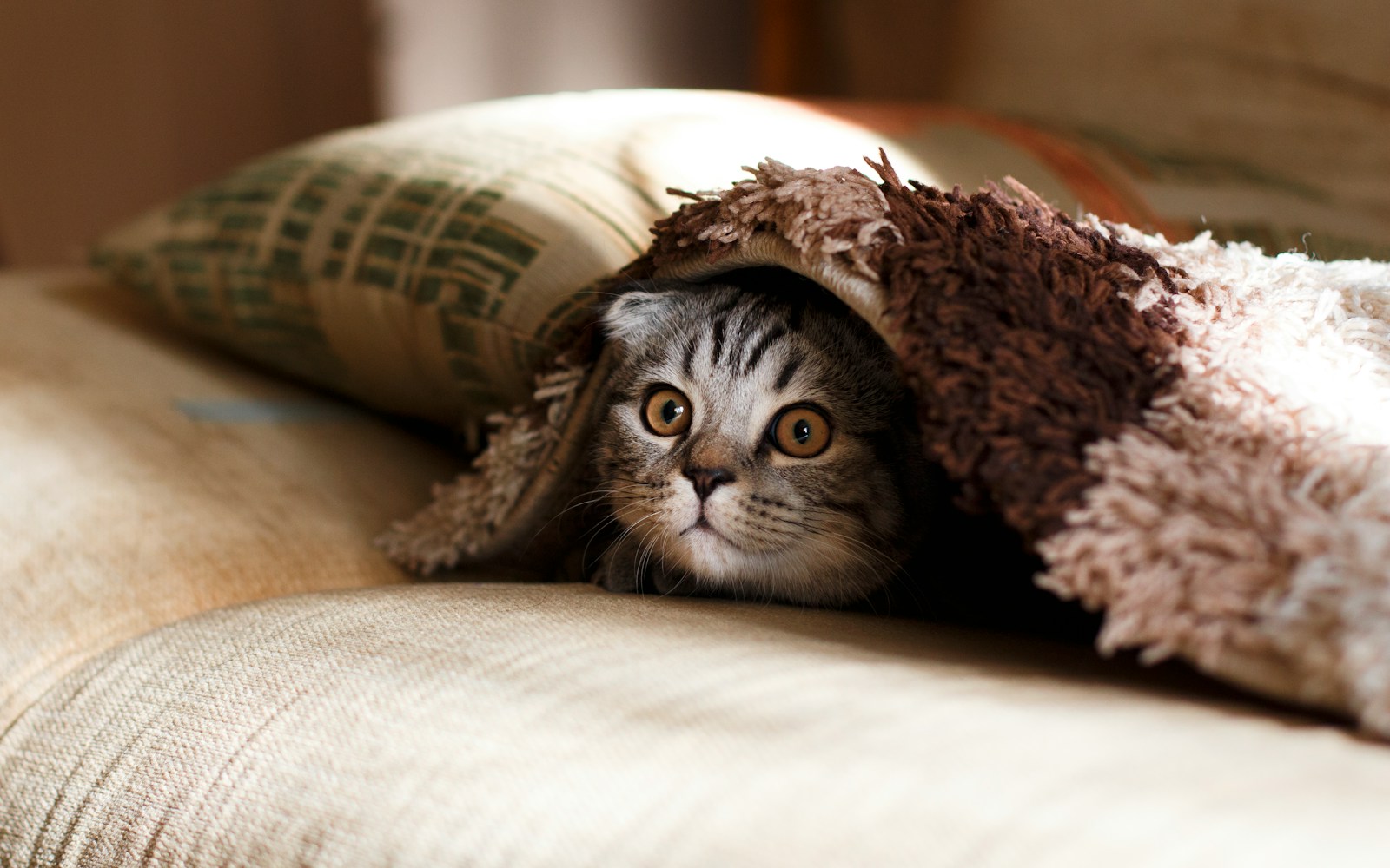 7 Cat Cat, Cat 4k, Wallpapers cat Cat Appealing Telephone Wallpapers: Beautiful & Should-Have Designs brown Scottish fold in brown thick-pile blanket