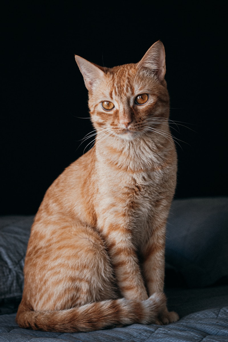 2 Cat Cat, Cat 4k, Wallpapers cat Cat Appealing Telephone Wallpapers: Beautiful & Should-Have Designs orange tabby cat on black textile