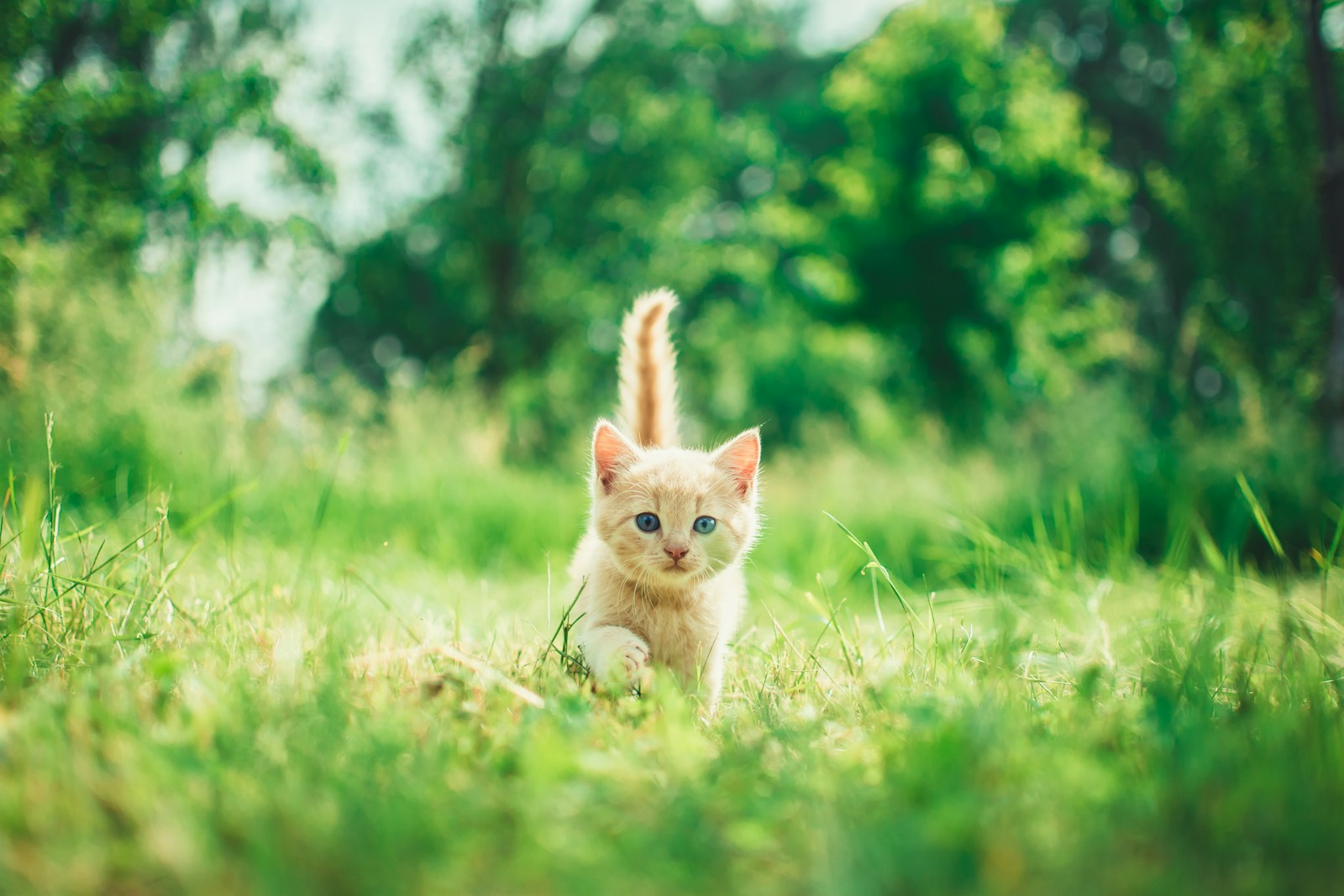 6 Cat Cat, Cat 4k, Wallpapers cat Cat Appealing Telephone Wallpapers: Beautiful & Should-Have Designs orange tabby kitten in grasses