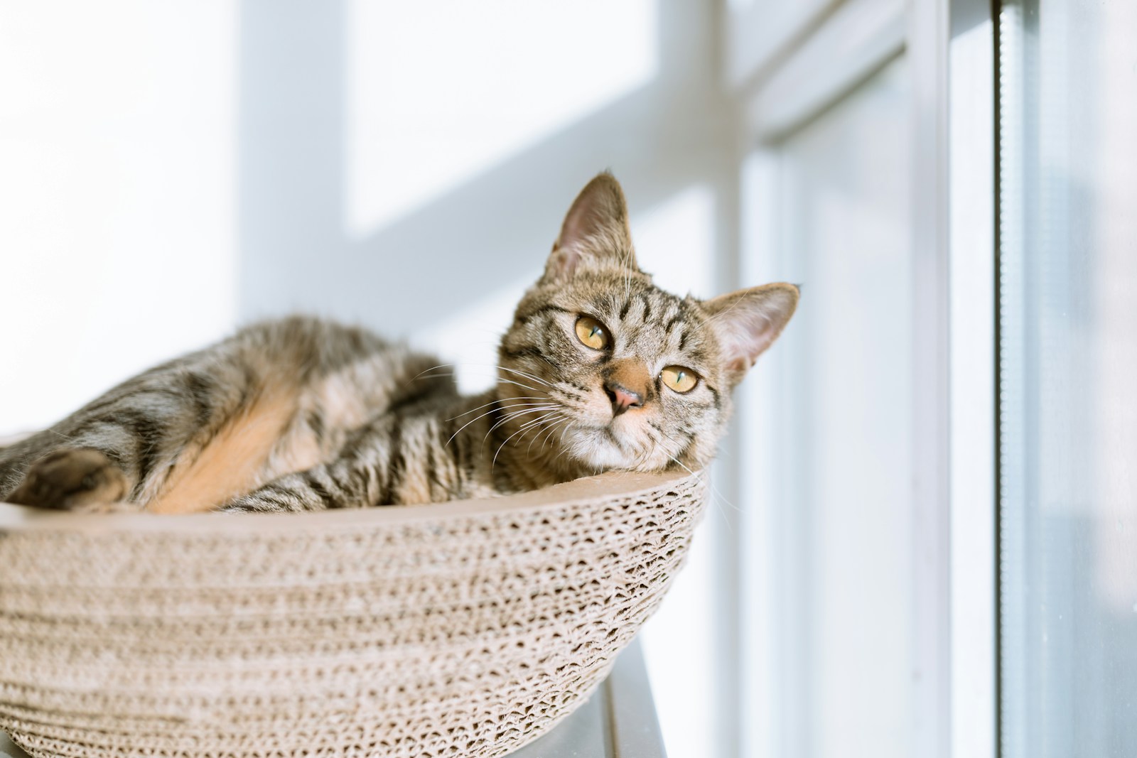 5 Cat Cat, Cat 4k, Wallpapers cat Cat Appealing Telephone Wallpapers: Beautiful & Should-Have Designs silver tabby cat on gray pillow beside clear glass window