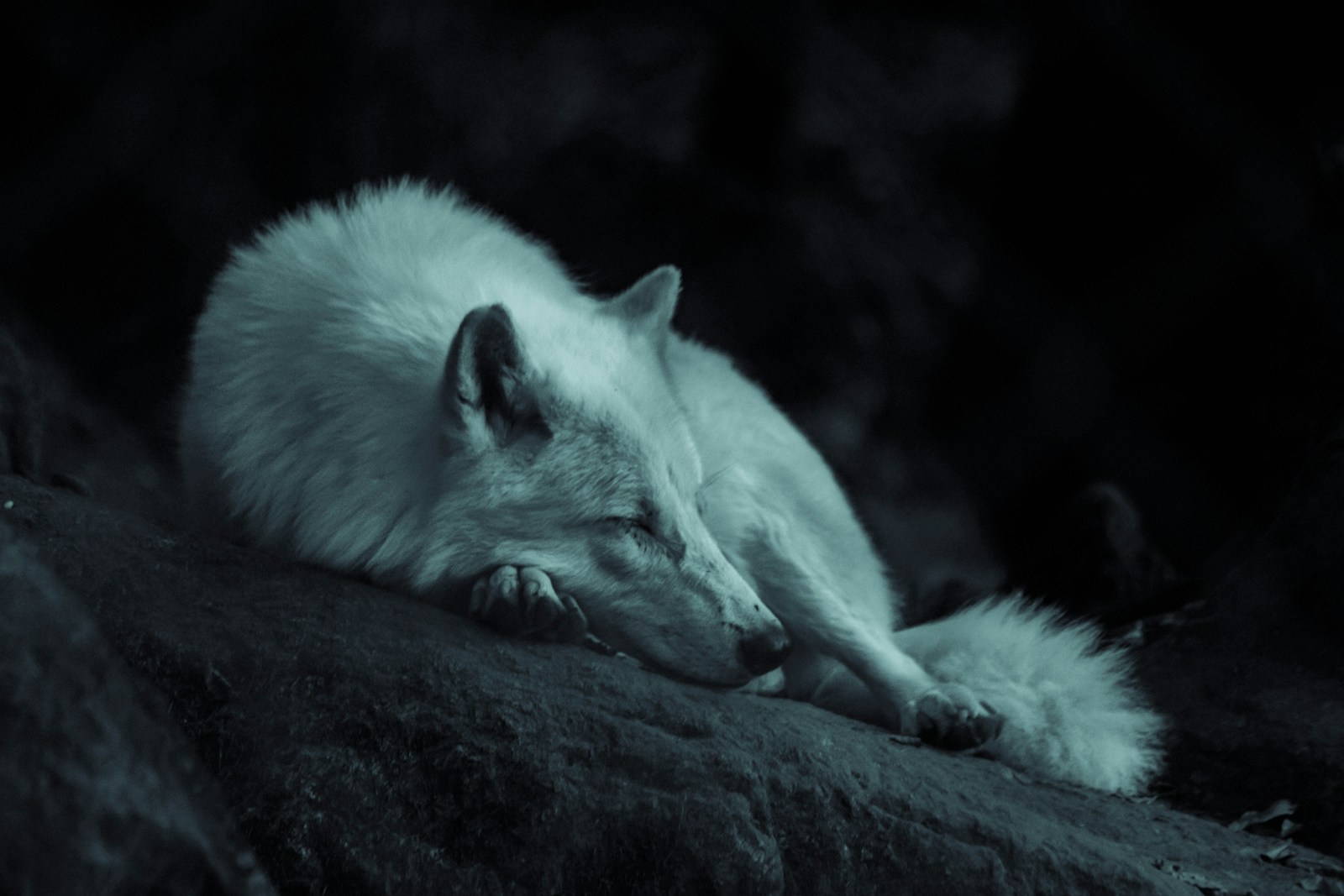 8 Wolf 4k Wolf 4k, Wolf Wallpapers Wolf Phone Wallpapers in 4K – Fierce and Mysterious Wildlife white fox laying on the ground