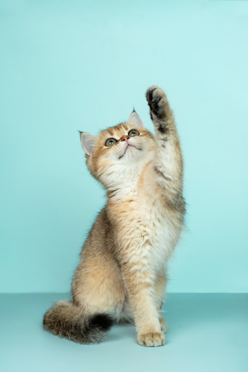 11 Cat Cat, Cat 4k, Wallpapers cat Cat Appealing Telephone Wallpapers: Beautiful & Should-Have Designs white and brown long fur cat