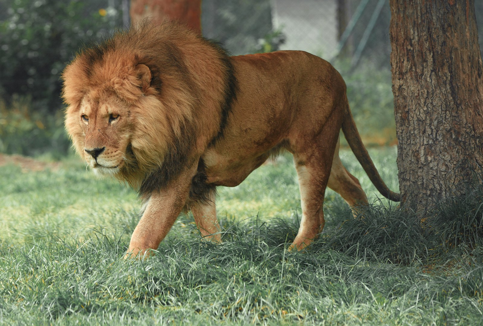 6 Lion 4K Lion 4K Lion 4K Telephone Wallpapers: Beautiful King of the Jungle Designs adult lion walking beside tree